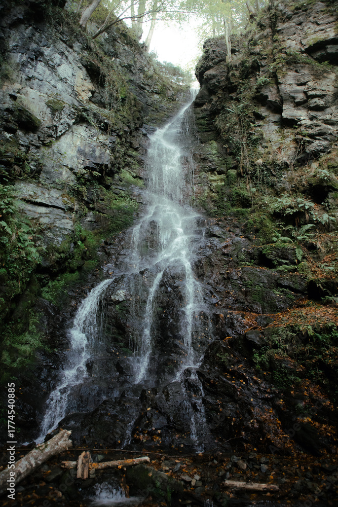 Obraz premium waterfall in the forest