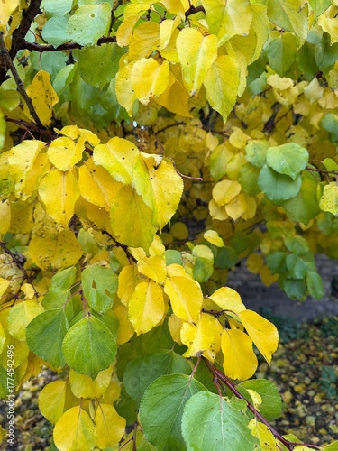 Yellow and Green Autumn Leaves on Tree Branch Close-Up