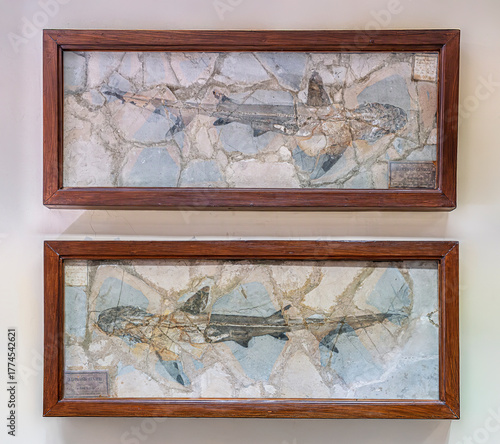 Double fossil impression of an excellent specimen of the prehistoric shark - Alopiopsis cuvieri or galeorhinus cuvieri - Cappellini University Paleontological Museum, Bologna, Emilia-Romagna, Italy