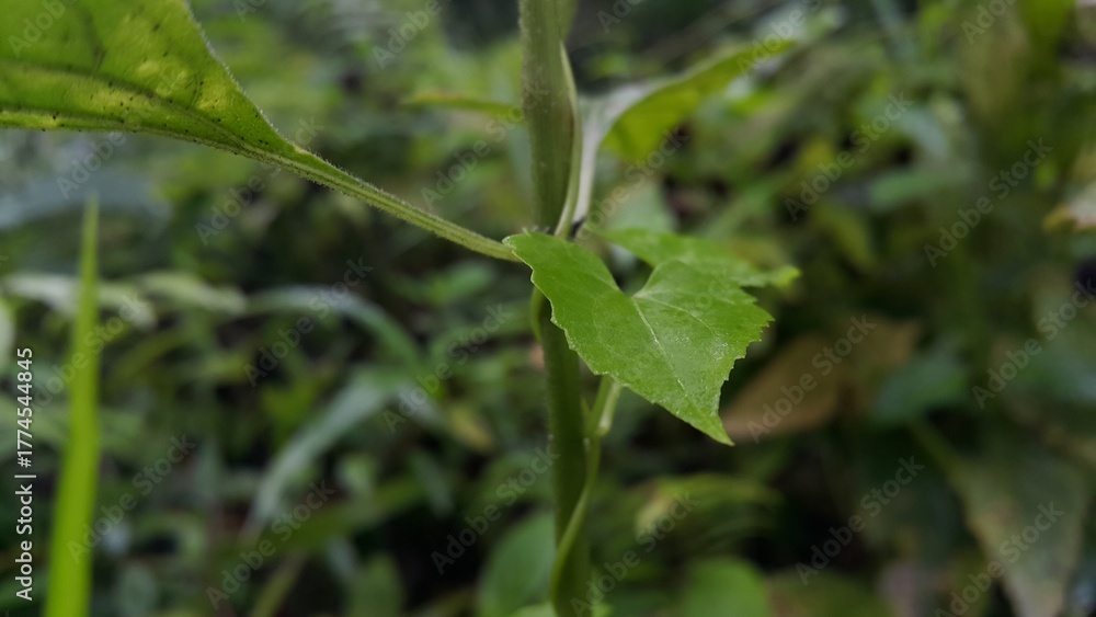 Naklejka premium Photos of plant leaves taken in the forest. World Nature Conservation Day on July 28th. Shot in a tropical rainforest.