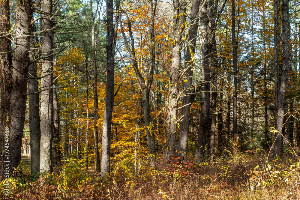 Fototapeta premium the woods of pearl hill state park