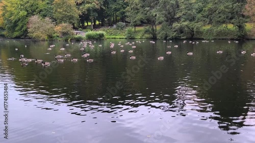 Ducks swimming on a calm lake with lush green trees in the background