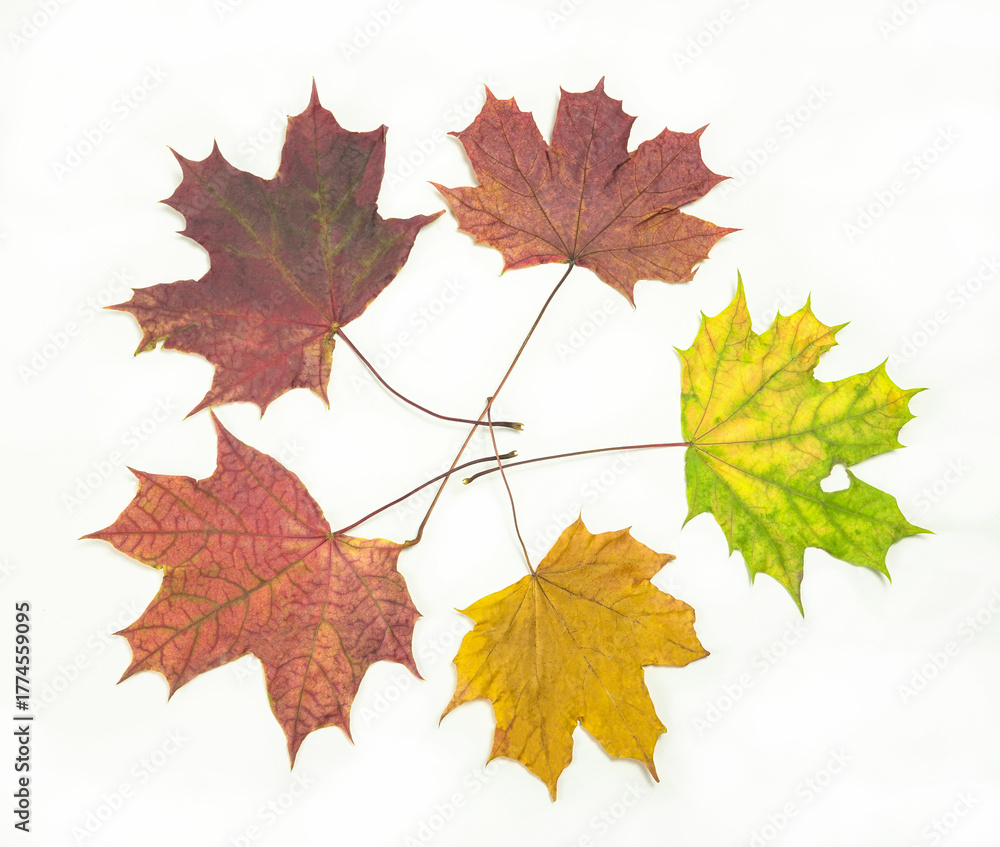 Obraz premium Autumn leaves for herbarium, drawing, different colors, lie in a circle on a white background.