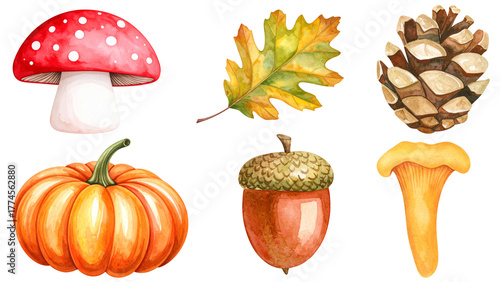 Set of autumn illustrations isolated on transparent background. Fly agaric, chanterelle, acorn, oak leaf, pumpkin, pine cone