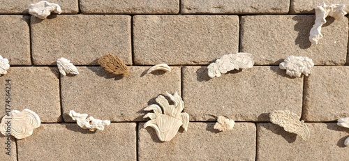 Vászonkép Alabaster and plaster ornament, pattern, texture decoration in the brick  stone wall
