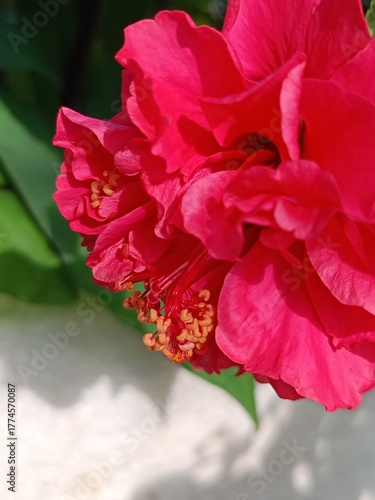 Red hibiscus flower 🌺, Beautiful hibiscus flower, my mobile photography, 
