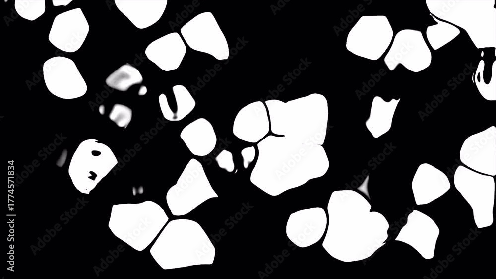 liquid transition animation video. Black and white liquid shapes morphing smoothly for video transition effect in video format.