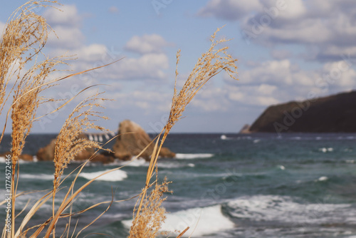 Close up of Dry Grass with Rough Ocean Waves and Coastal Rocks.