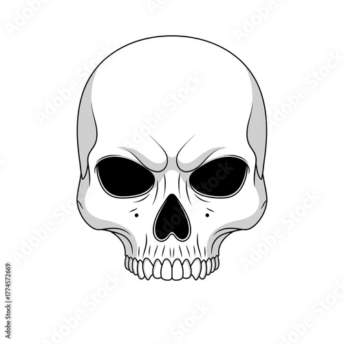 Detailed Skull Illustration - Anatomical Accuracy and Striking Visuals.