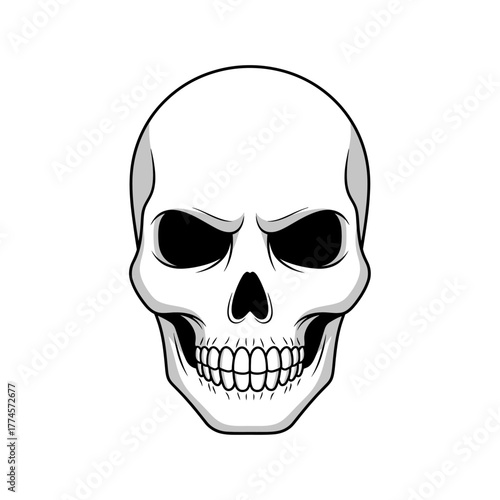 Detailed Skull Illustration with Intricate Dental and Eye Socket Features.