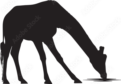 Silhouette of a giraffe bending down to drink water in the african savanna