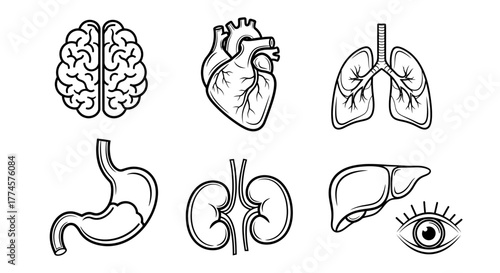 Set of stylized human internal organ icons brain, heart, lungs, stomach, kidneys, liver, and eye for medical and scientific illustration