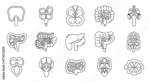 Set of human digestive system line icons. Vector graphic illustrations of internal organs like the small intestine, colon, stomach, and kidneys for medical use