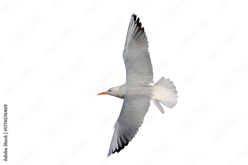 Obraz premium Slender-billed Gull flying isolated on transparent background png file