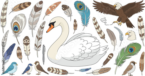 Collection of birds and feathers