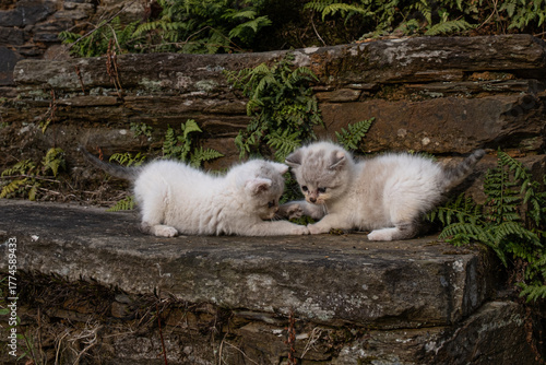 Two adorable baby cats discovering play