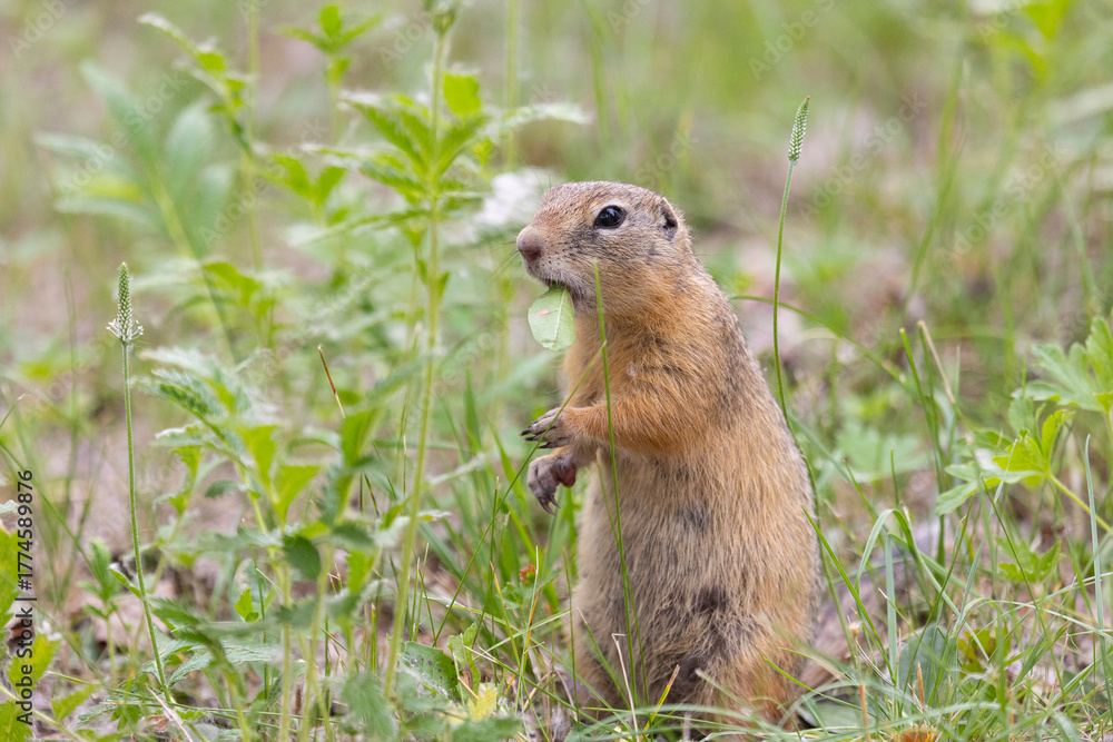 Naklejka premium Speckled ground squirrel animal standing in the grass close up