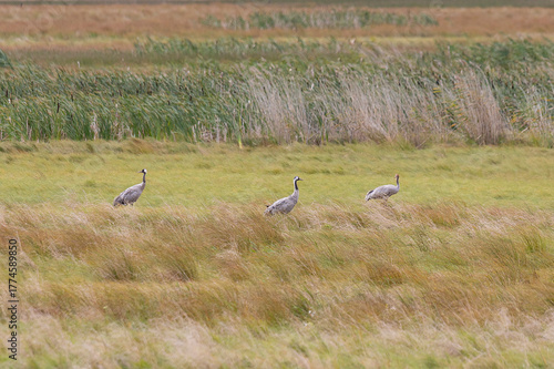 Foto Two common cranes stand in a meadow on an autumn day