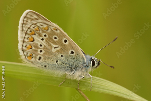 Wallpaper Mural The intricate beauty of an Icarus blue butterfly with patterned wings perched on a vibrant green leaf in a lush field. Torontodigital.ca