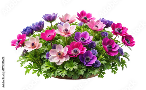 Wallpaper Mural Beautiful arrangement of colorful anemone flowers with lush greenery against white background Torontodigital.ca