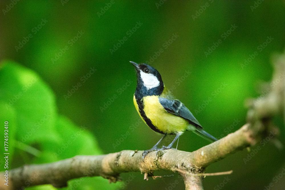 Fototapeta premium Close-up of a Yellow Great Tit sitting on a branch with green forest background