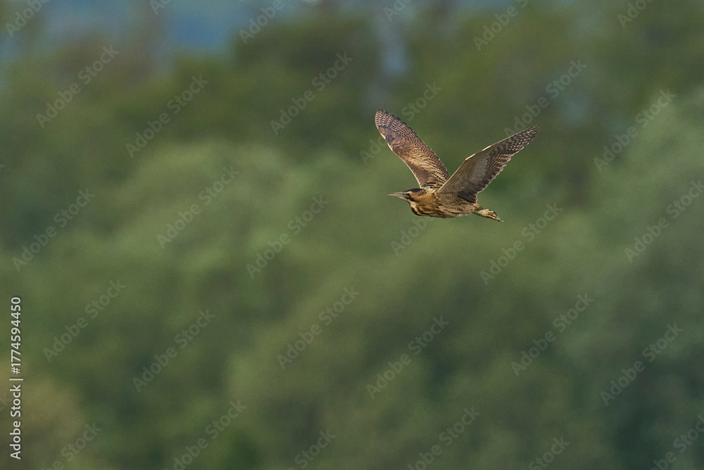 Fototapeta premium Bittern (Botaurus Stellaris) in flight on the Somerset Levels in Somerset, United Kingdom.