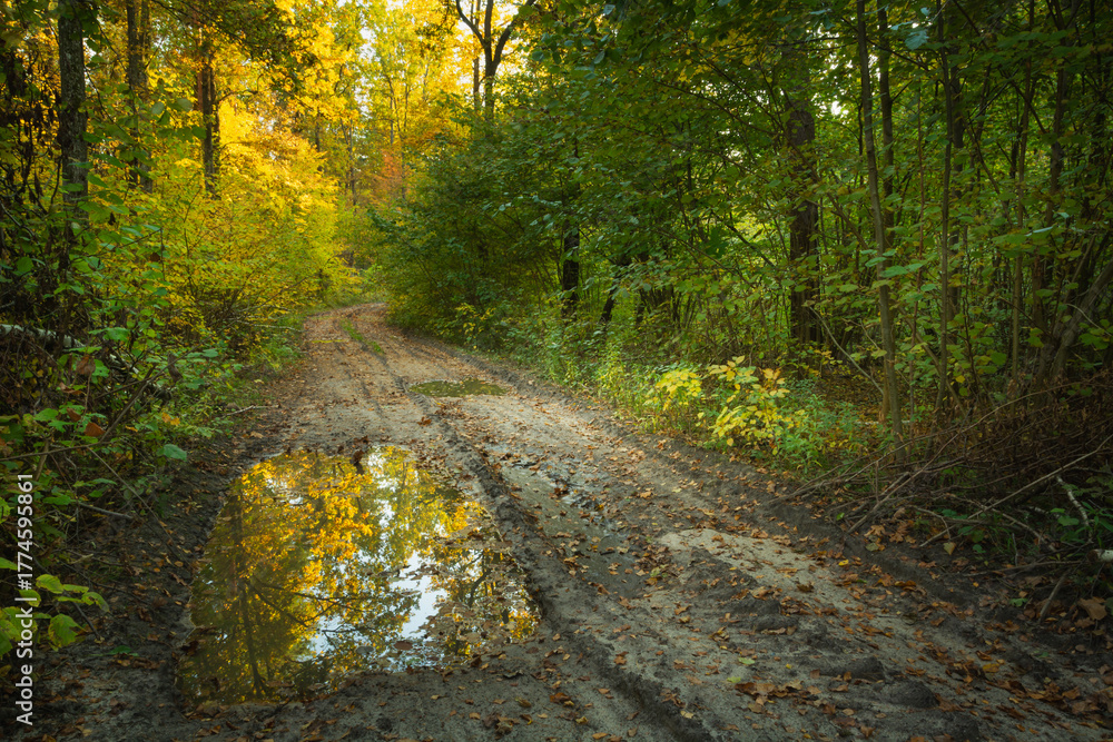 Fototapeta premium A puddle on the road in the autumn forest