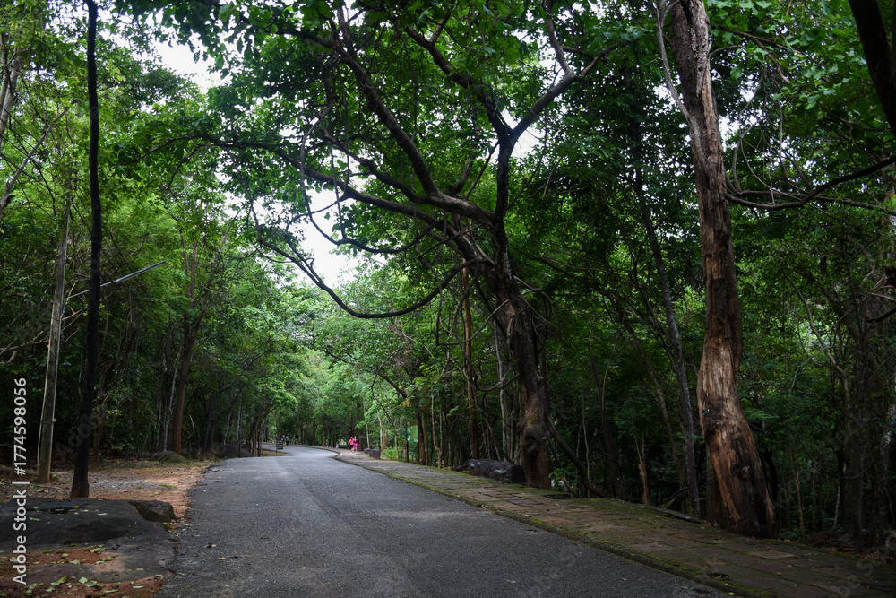 Naklejka premium A curving road leads through a lush, dense, green forest.
