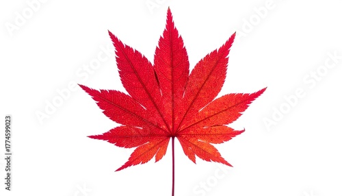 Isolated, vividly red maple leaf with intricate veins, against a pristine white backdrop, showcasing autumn colors