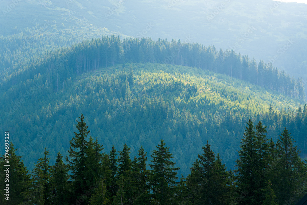 Obraz premium Mountain forest in mist