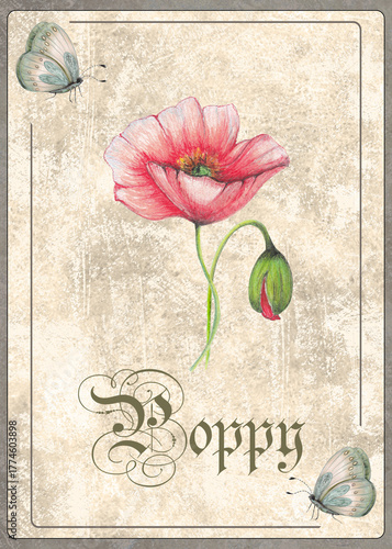 Red Poppy Botanical Card, Hand Drawn Illustration