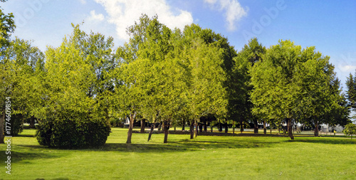 Parc verdoyant avec allée ombragée en été