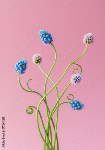 Delicate floral arrangement featuring long, curling, springy green stems holding tiny round pastel blue and pink blooms ,blue, bud, springy