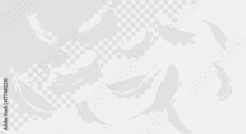 Realistic White Feathers Falling - Soft & Ethereal Background