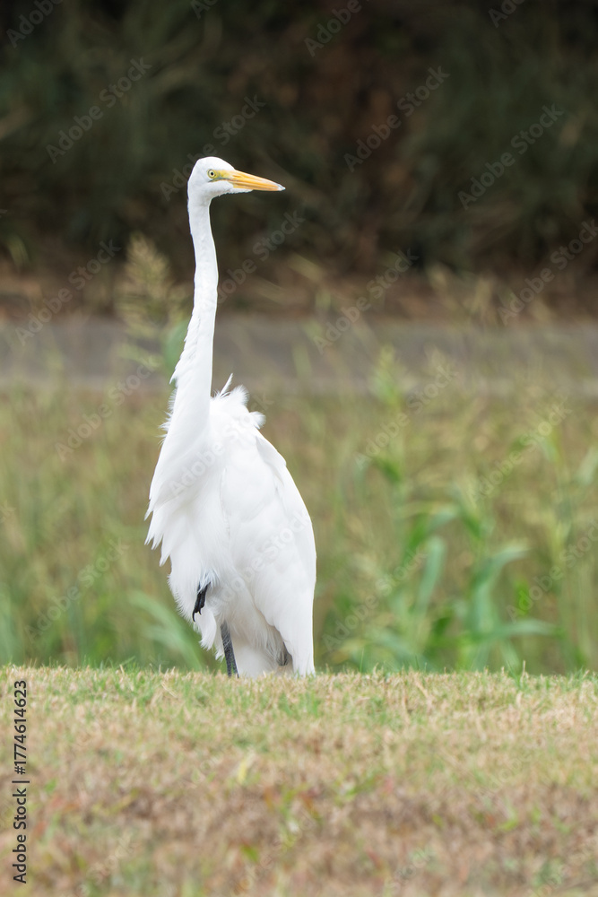 Obraz premium Snowy Egret in a marsh overcast day