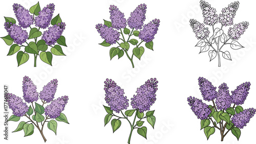Beautiful purple lilac flowers illustration vector with green leaves, botanical floral design, spring blossom decoration, isolated on white background
