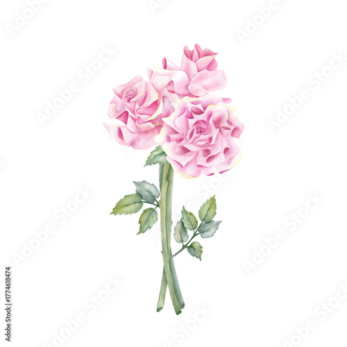 Wallpaper Mural Watercolor pink rose bouquet. Spring flower with stem and leaves. Delicate floral botanical illustration isolated from background. For wedding invitation, greeting card for women, birthday postcard Torontodigital.ca