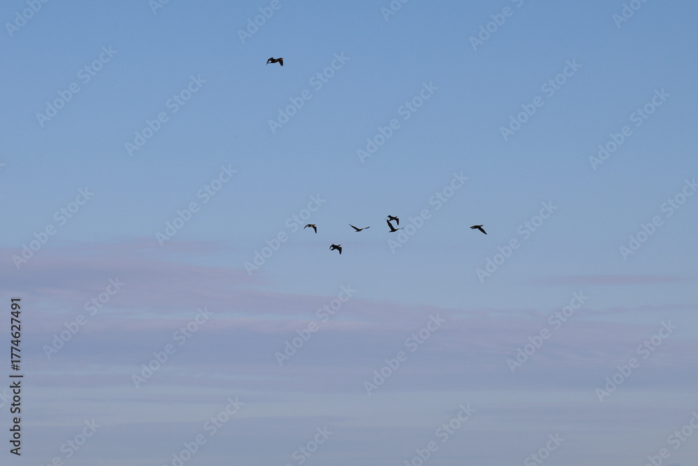 Obraz premium Serene blue sky with pastel pink clouds and bird silhouettes, symbolizing freedom and hope