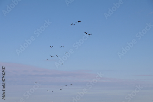 Wallpaper Mural Serene blue sky with pastel pink clouds and bird silhouettes, symbolizing freedom and hope Torontodigital.ca