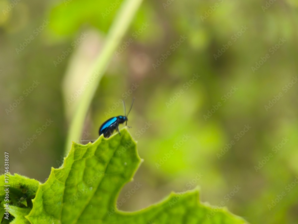 Fototapeta premium blue bug on a leaf