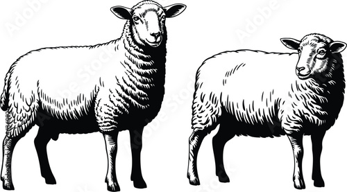Two sheep standing side by side livestock farm animals