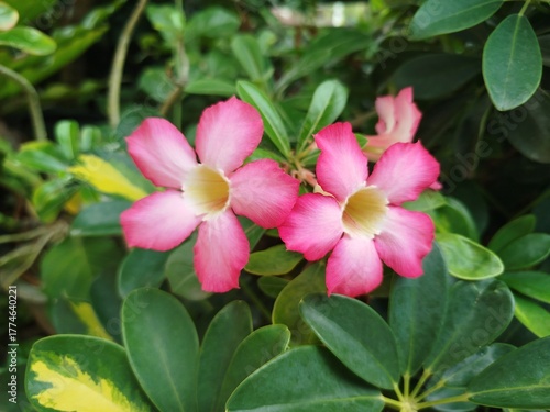 pink and white flower