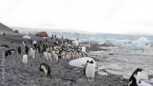 Adelie Penguins walk along beach at Brown Bluff in Antarctica