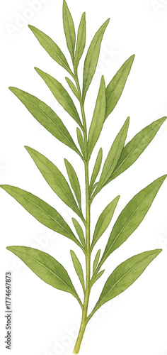 arragon sprig isolated, botanical watercolor style