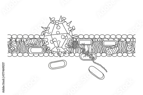 Detailed illustration of a virus interacting with a cell membrane, showcasing cellular structures and processes
