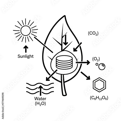 Diagram illustrating photosynthesis process in a leaf, showing sunlight, water, and carbon dioxide interactions