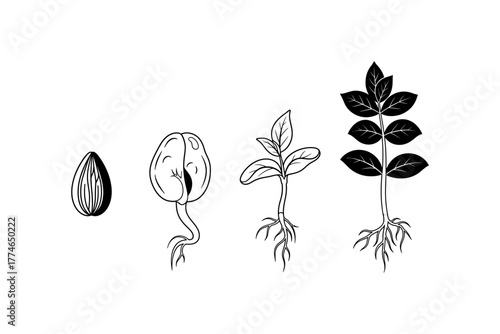 Illustrative growth stages of a seed, showcasing germination and development into a plant