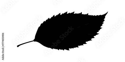 Birch leaf silhouette Vector.