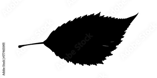 Birch leaf silhouette Vector.