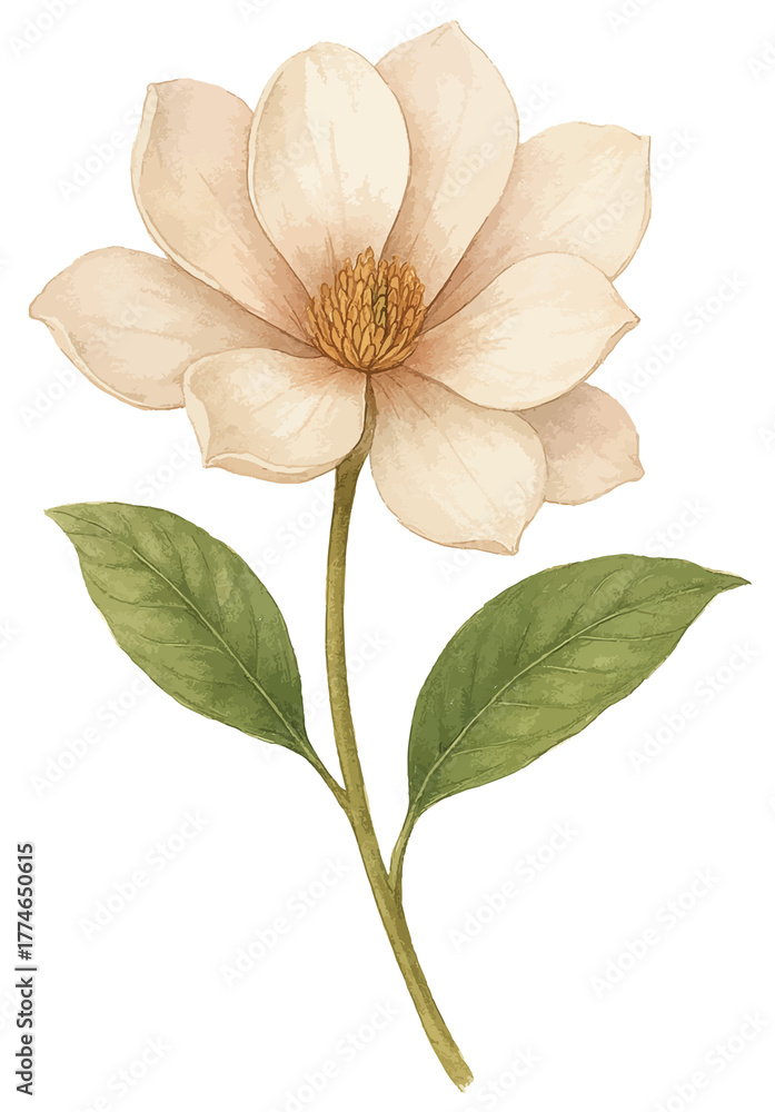 Fototapeta premium Magnolia flower with stem, delicate illustration